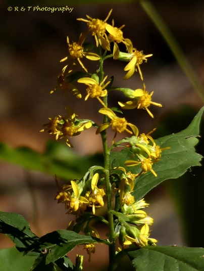 {Solidago flexicaulis}
